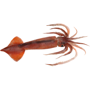 Squid PNG-47177